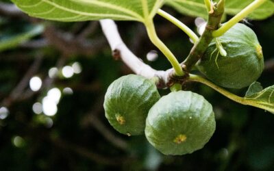 December 2024 “In God’s garden: What fig trees teach us about Advent” by Hannah Hawkinson
